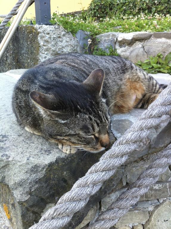 Bed and Breakfast Impronte Nel Bosco Calice al Cornoviglio Exterior foto